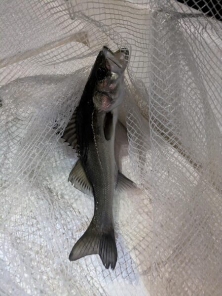 ボートシーバス