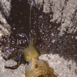 ヤエンで良型🦑逃す…(ToT)