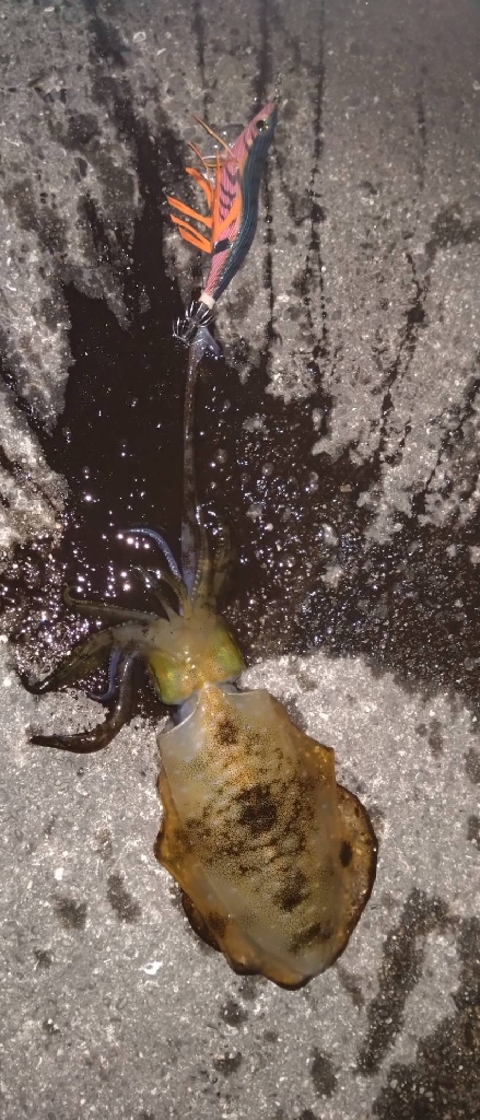 ヤエンで良型🦑逃す…(ToT)