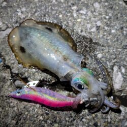 エギングからの青物釣り