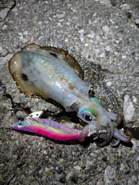 エギングからの青物釣り