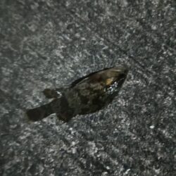 爆風メバリング