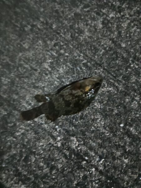 爆風メバリング