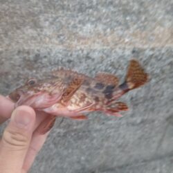 ガシラだけ、、、