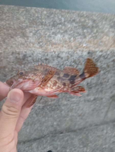 ガシラだけ、、、