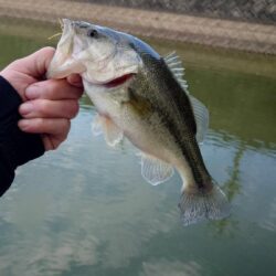 管理釣場で数釣り