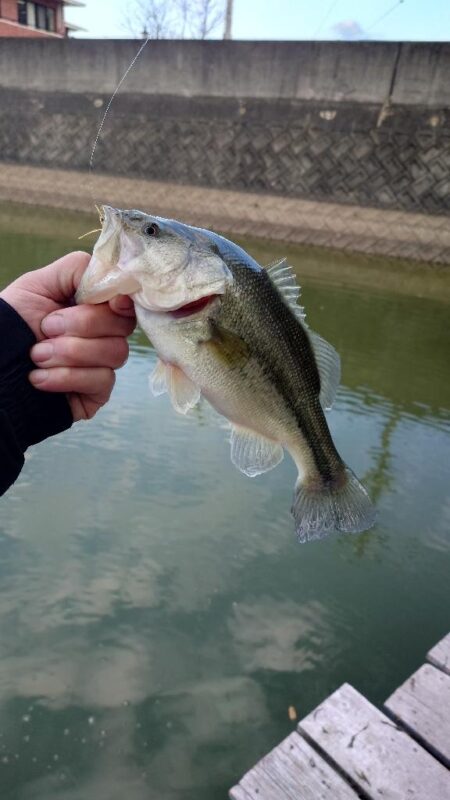 管理釣場で数釣り