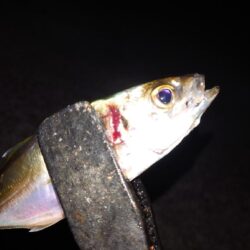 電気ウキ釣り 17