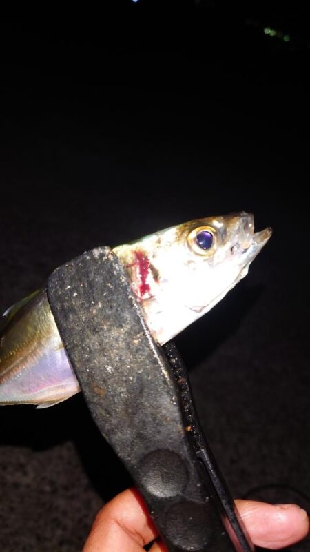 電気ウキ釣り 17