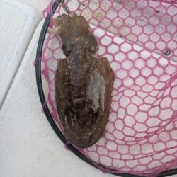 ヒラメ&コウイカ