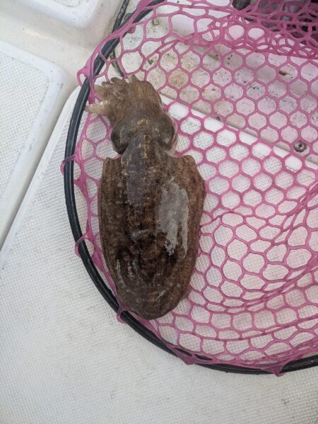 ヒラメ&コウイカ