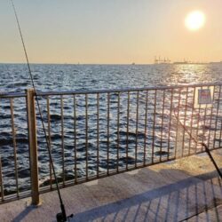 貴重なサゴシ一匹