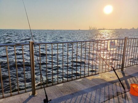 貴重なサゴシ一匹