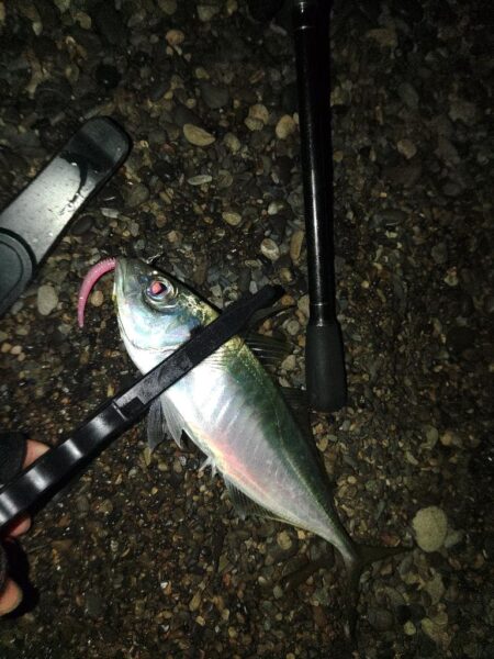 (尺アジ)フロートゲ~ム