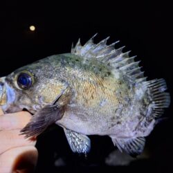 メバル1釣り