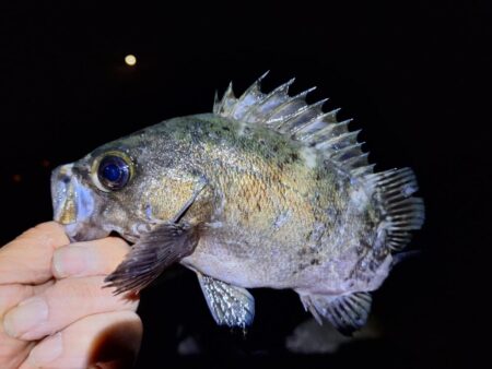 メバル1釣り