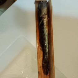 マハゼ〜サイズ更新