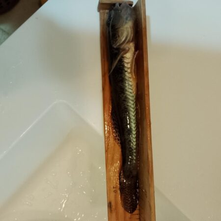 マハゼ〜サイズ更新