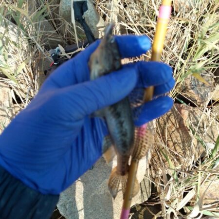 マハゼ好きね〜