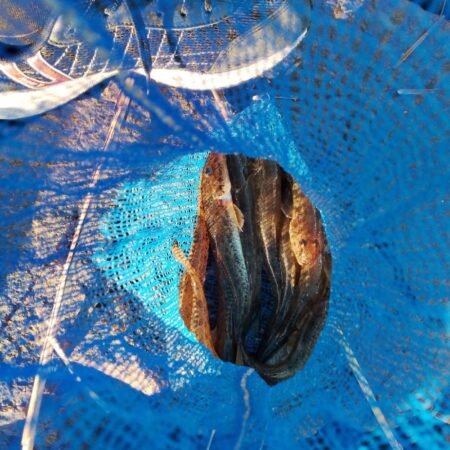 マハゼ〜まだ釣れるが…