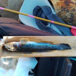 マハゼ〜　寒〜