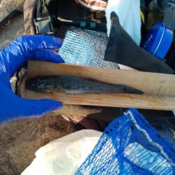 マハゼ〜まだ行ける…かなぁ？