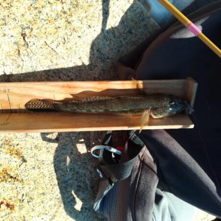 マハゼ　〜10回目