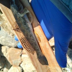 マハゼ〜釣り納め？