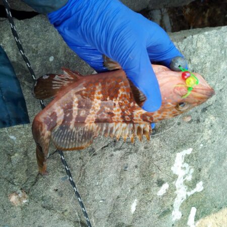 アコウ　釣り納め