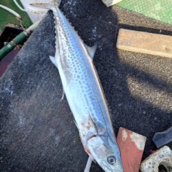 白甘鯛GETしたけど、渋かった