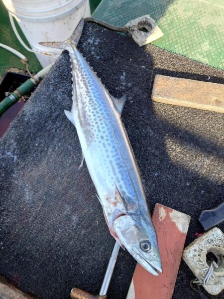 白甘鯛GETしたけど、渋かった