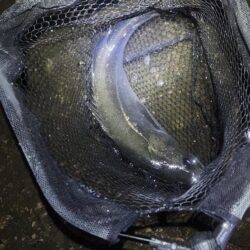 ナイトチヌトップ……のはずが…