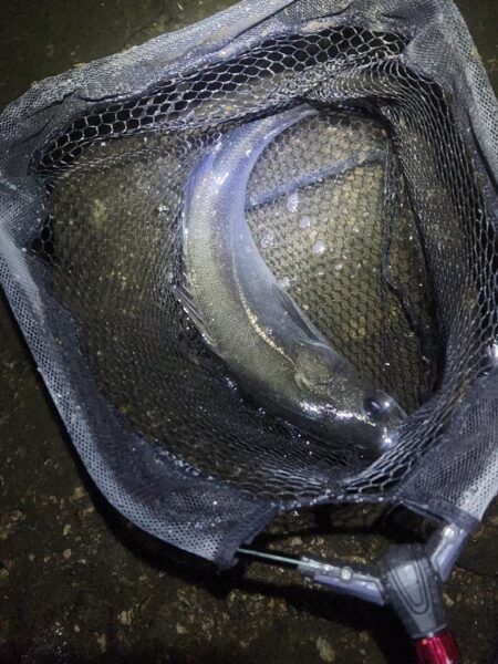 ナイトチヌトップ……のはずが…