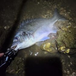 今度こそナイトチヌトップ！！