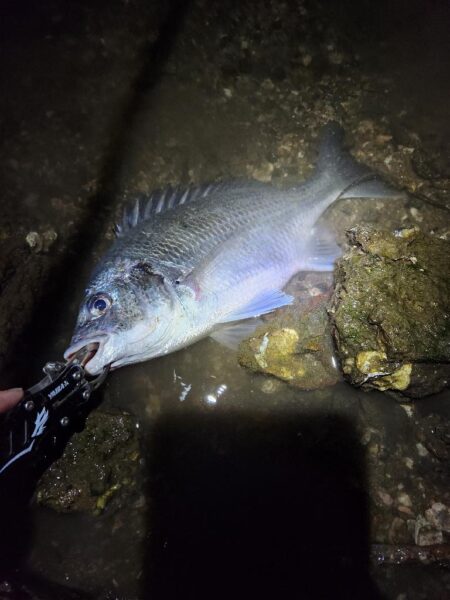 今度こそナイトチヌトップ！！