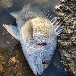 年末冬チニング