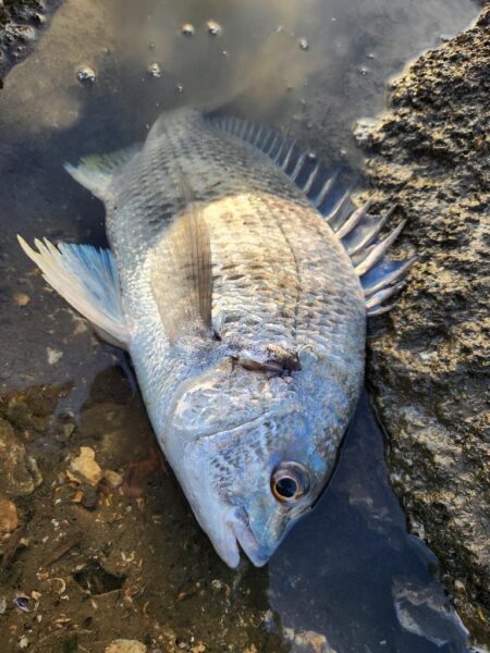 年末冬チニング