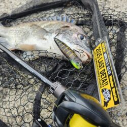 チニングLASTDETA