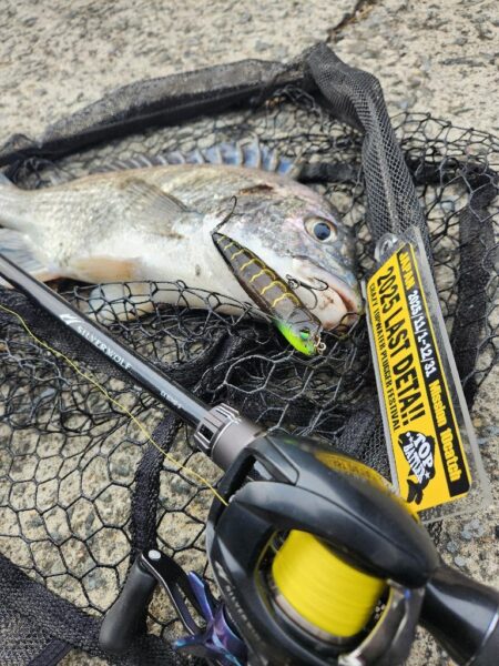 チニングLASTDETA