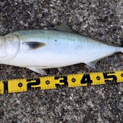 メジロ、ブリがヒット!東二見の飲ませ釣り