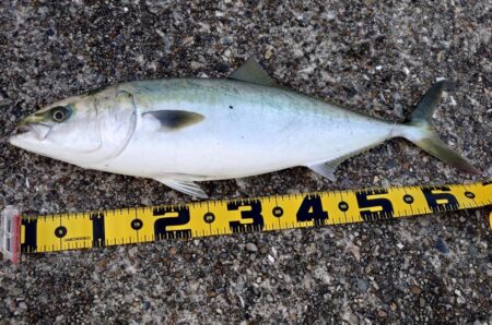 メジロ、ブリがヒット!東二見の飲ませ釣り