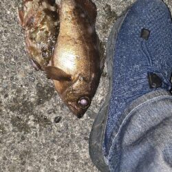 釣り納めで尺メバル
