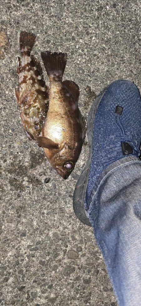 釣り納めで尺メバル