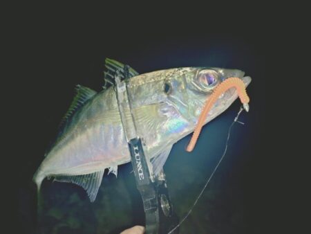 シブい日は粘り釣行