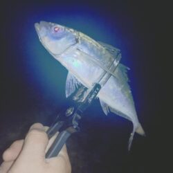 昼間の青物ノマセ釣りボウズからの夜間フロー…