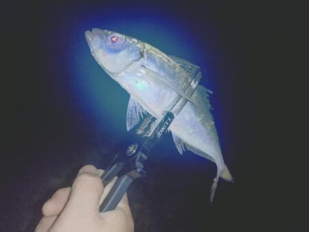 昼間の青物ノマセ釣りボウズからの夜間フロー…