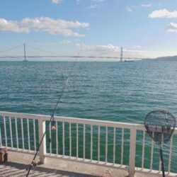 久しぶりのカゴ釣り