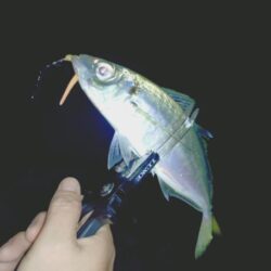 ２週間ぶりの淡路島🎣