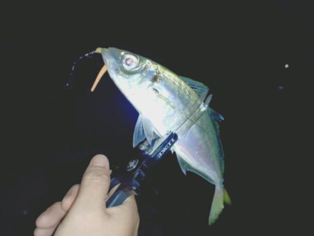 ２週間ぶりの淡路島🎣