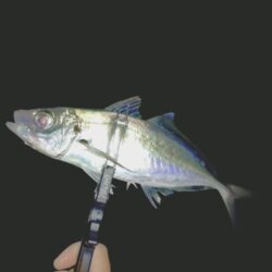 フロートアジング新場所調査